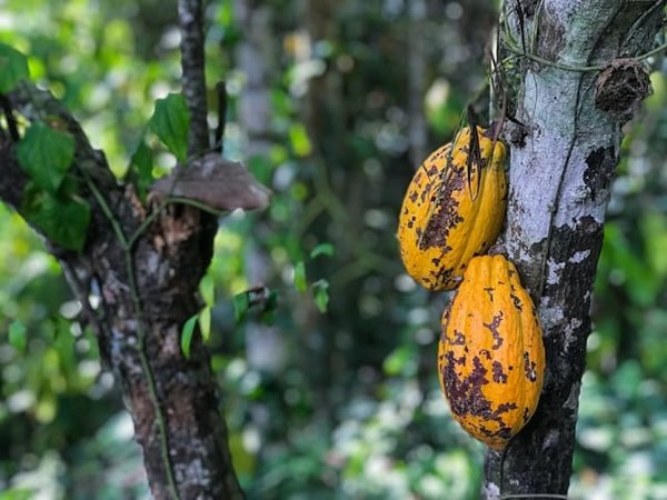 Où découvrir les techniques de fabrication du chocolat dans les plantations de cacao de l'Équateur ?